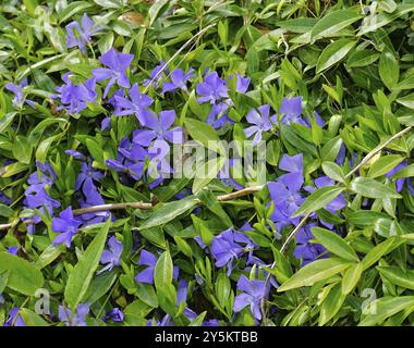 Periwinkle, Vinca, Blue Periwinkle, Periwinkle, bigleaf Periwinkle, Bigleaf Periwinkle, Vinca Major Stockfoto