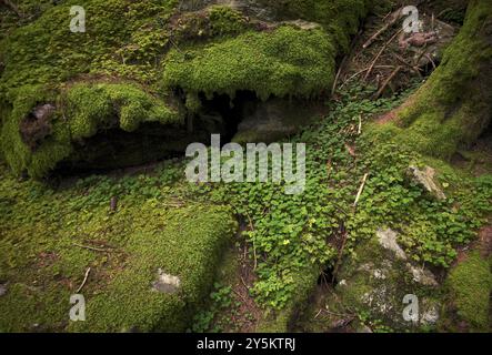 Kleeblätter, Klee, Felsen, Baumstamm, Wurzeln, moosbedeckung, Taser Hoehenweg, Schenna, Schenna, Südtirol, autonome Provinz Bozen, Italien, EUR Stockfoto