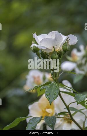 Rose (Rosa sp.) Mit Regentropfen, Nordrhein-Westfalen, Deutschland, Europa Stockfoto