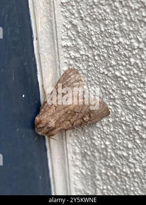 Flounced Rustic (Luperina testacea) Insecta Stockfoto