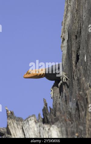 Namibischer Rock Agama, (Agama planiceps) männlich im Hochzeitskleid, Etosha NP, Namibia, Afrika Stockfoto