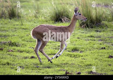 Reedbock, (Redunca arundinum), weiblich, auf der Flucht, Mahango NP, Caprivi, Namibia, Afrika, Afrika Stockfoto