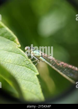 Östlicher Gabelschwanz (Ischnura verticalis) Insecta Stockfoto