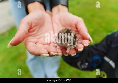 Ein sanfter Moment mit einem winzigen Nagetier, das an einem sonnigen Tag im Freien in offenen Händen gehalten wird, zeigt die Verbindung zwischen Natur und Freundschaft Stockfoto