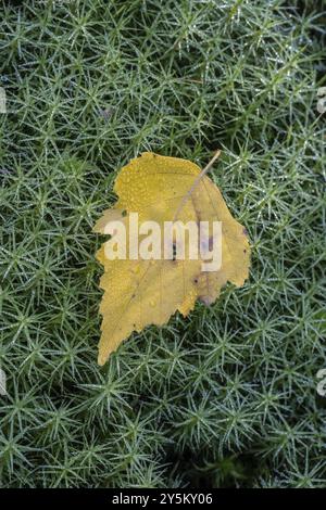 Herbstliches Birkenblatt (Betula pendula) auf gemeinem Moos (Polytrichum commune), Emsland, Niedersachsen, Deutschland, Europa Stockfoto