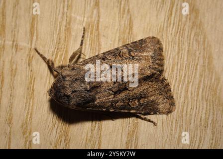 Flounced Rustic (Luperina testacea) Insecta Stockfoto