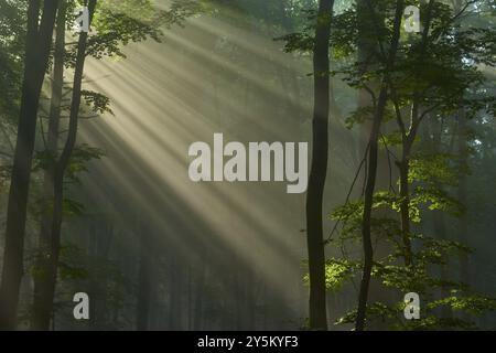 Wald mit Sonnenstrahlen, die durch die Bäume strahlen und eine friedliche Atmosphäre schaffen, Sommer, Spessart, Bayern, Deutschland, Europa Stockfoto