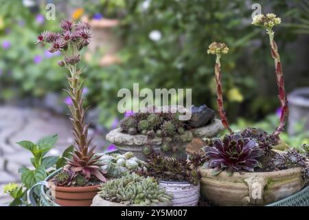 Verschiedene Arten von Hauseleeks (Sempervivum) in Blumentöpfen, Nordrhein-Westfalen, Deutschland, Europa Stockfoto