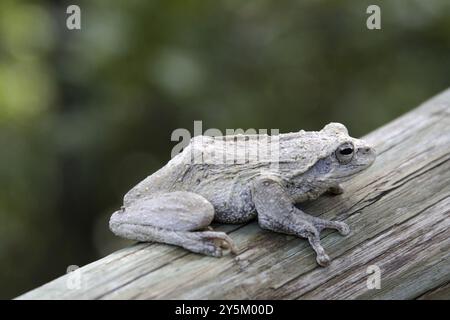 Baumfrosch (Chiromantis xerampelina), auf Holzgeländer sitzend, Kwando River, Namibia, Adfrica, Namibia, Afrika Stockfoto