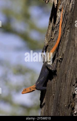 Namibischer Rock Agama, (Agama planiceps) männlich im Hochzeitskleid, Etosha NP, Namibia, Afrika Stockfoto