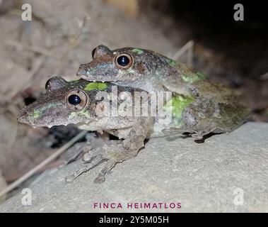 Eirunepe Snouted Tree Frog (Scinax garbei) Amphibia Stockfoto