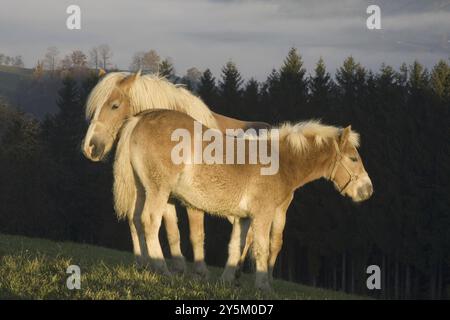 Haflinger Stute mit Fohlen im ersten Morgenlicht, Europa, Österreich, Pferd, Pferde, Huftiere, Bergpferd (Equus ferus caballus), Europa Stockfoto