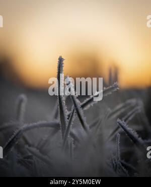 Gräser an einem frostigen Wintermorgen Stockfoto