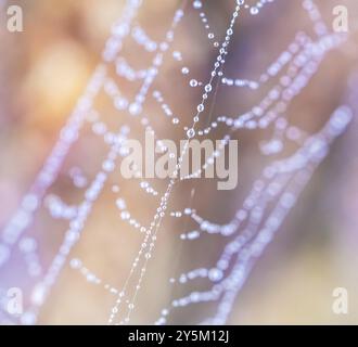 Wassertropfen in einem Spinnennetz Stockfoto