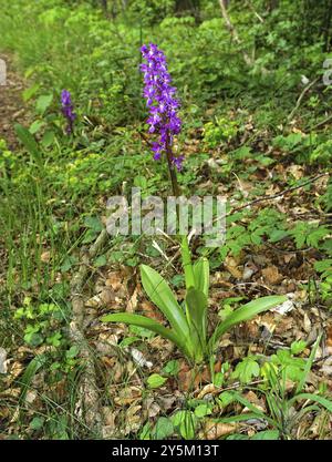 Frühe violette Orchidee, Orchis mascula, Orchis mascula, blaue Metzgerorchidee, frühe violette Orchidee Stockfoto