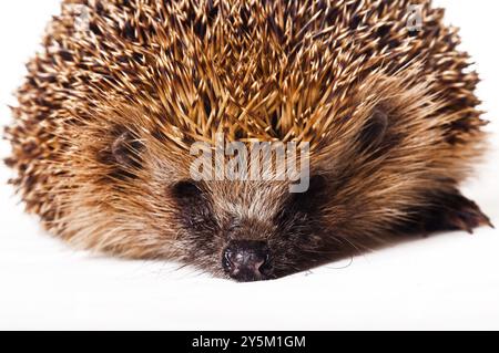 Igel auf weißem Hintergrund Stockfoto