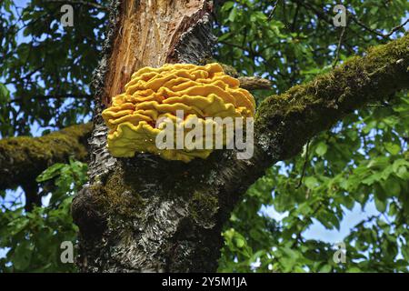 Schwefelpolypore, Laetiporus sulphureus, Hühnerpilze, Schwefelpolypore Pilze, Schwefelpolypore Pilze Stockfoto