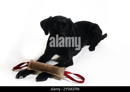 Schwarze Labrador-Mischung mit Spielzeug auf weißem Hintergrund Stockfoto