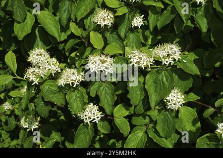 Gewöhnliches Hartholz, Cornus sanguinea, Blutzweig Hartholz, Blütenstand, Blüte Stockfoto