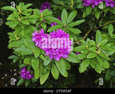 Rhododendron, Blume Nahaufnahme, Blütenstand Stockfoto