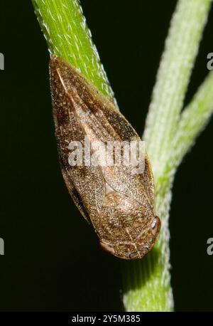 Alder Spittlebug (Aphrophora alni) Insecta Stockfoto