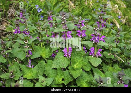 Gefleckte Taubnessel, Lamium maculatum, lila Drache, gefleckte Tothnessel, Tothnessel, gefleckter Henkel, geflecktes Lachum, gefleckte Brennnessel Stockfoto