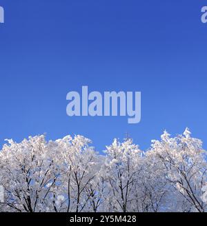 Hintergrund mit Eiswinterwäldern unter blauem Himmel Stockfoto