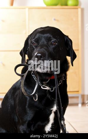 Schwarzer Hund hält schwarze Lederleine Stockfoto