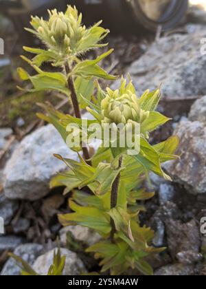 Weißer, kleinblütiger Pinsel (Castilleja parviflora albida) Plantae Stockfoto