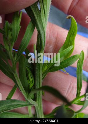 Tropischer Pferdegras (Erigeron sumatrensis) Plantae Stockfoto