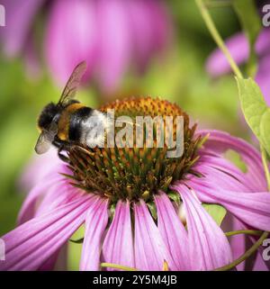 Hummel auf einem Coneflower Stockfoto
