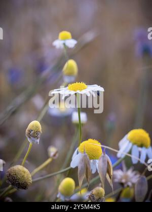 Kamillenblüten Stockfoto