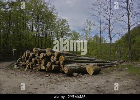 Holzpfahl, Holzeinschlag, Forstwirtschaft, Holzschnitt, Holzpfahl, Holzeinschlag im Laubwald Stockfoto