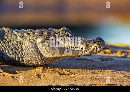 Brillenkaiman (Caiman crocodilius) Pantanal Brasilien Stockfoto