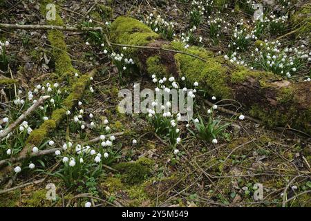 Maerzenbecher, Leucojum vernum, Frühlingsschneeflocke, auf der Schwäbischen Alb im Felsental bei Emeringen, Baden-Württemberg, Deutschland, Europa Stockfoto