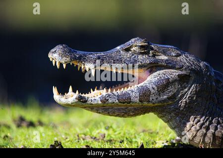 Brillenkaiman (Caiman crocodilius) Pantanal Brasilien Stockfoto