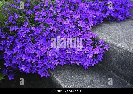 Dalmatinische Glockenblume, Campanula portenschlagiana, Poscharskys Glockenblume, serbische Glockenblume Stockfoto