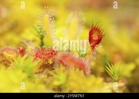 Gewöhnlicher Sonnentau im Torfmooskissen Stockfoto