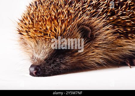 Igel auf weißem Hintergrund Stockfoto