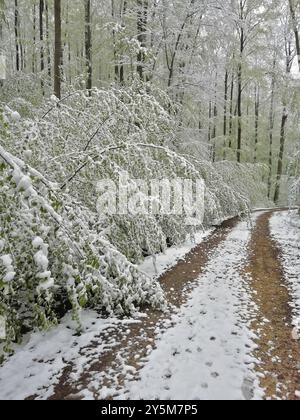 Der Winter beginnt im Frühjahr, nachdem die Blätter der Laubbäume sprießen, der Winter beginnt im Frühjahr, nachdem die Blätter der Laubbäume sprießen Stockfoto