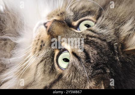 Sibirische Waldkatze, Kat Stockfoto