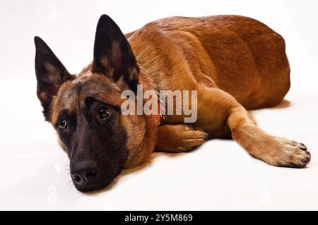 Malinois liegt vor einem weißen Hintergrund Stockfoto