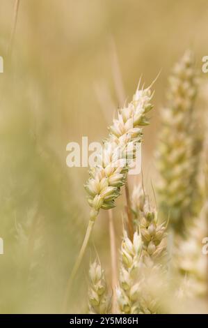 Weizen Stockfoto