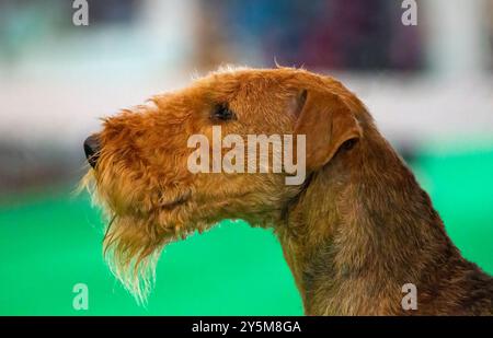 Airedale Terrier Hundekopf im Profil Stockfoto