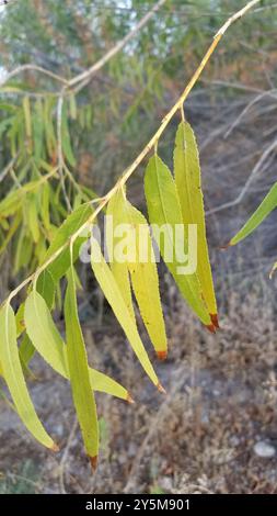 Gooddings Weide (Salix gooddingii) Plantae Stockfoto