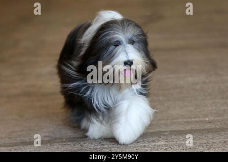 Langhaariger bärtiger Collie Hund Stockfoto