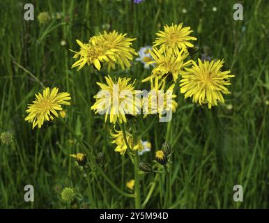 Wiesen-Pippau, Crepis biennis, rauer Karettbart, rauer Karettbart Stockfoto