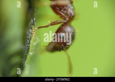 ANTS-Makro Stockfoto