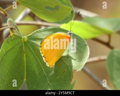 Östliche gepunktete Grenze (Mylothris agathina) Insecta Stockfoto