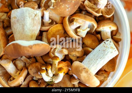 Eimer voller verschiedener Speisepilze. Draufsicht. Stockfoto